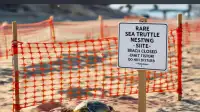 Rare Turtle Nesting Closes Beaches — OC, OC | Orange