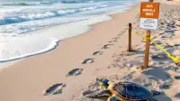 Historic Turtle Nesting — Orange County, OC | Orange